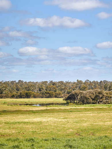 Pasture landscape