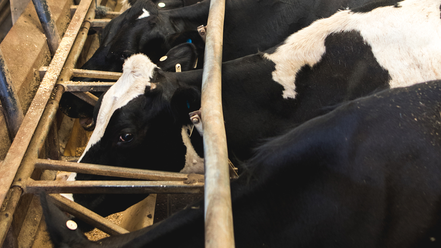 Milking