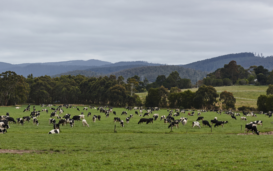 Cows on farm