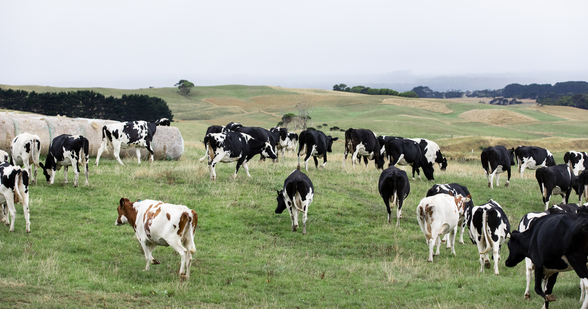 Reproductive performance: turning herd data into measurable profit ...