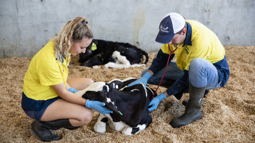 Checking calf health