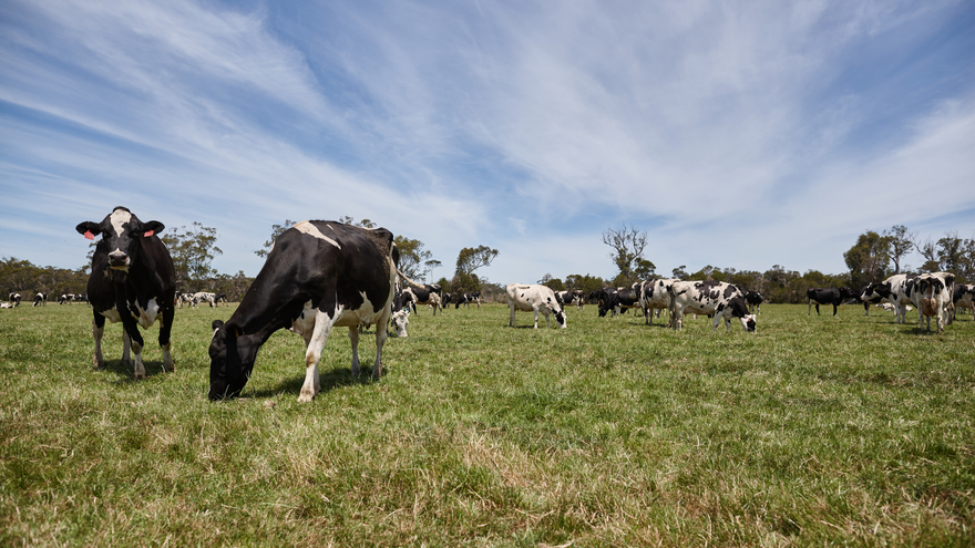 Cows on paddock