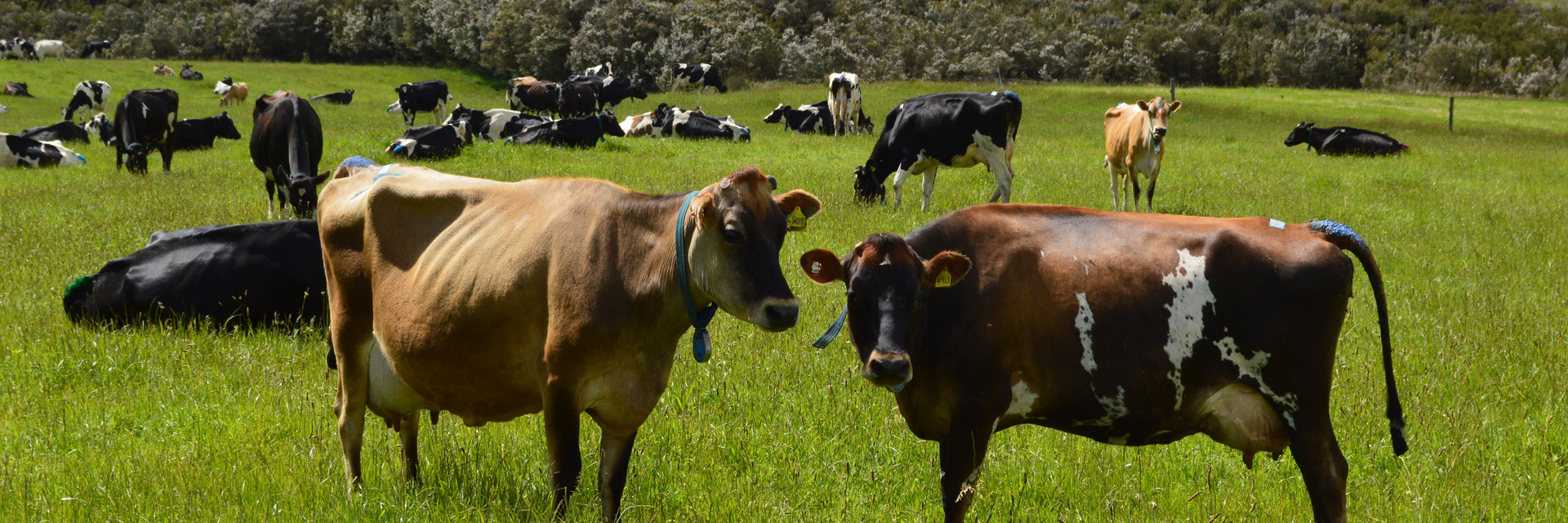 Schulz Organic Dairy.JPG