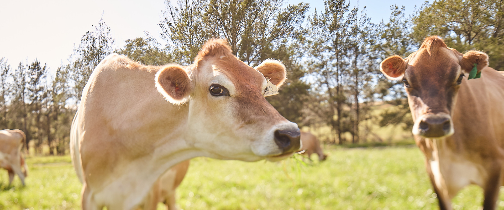 Cows in paddock