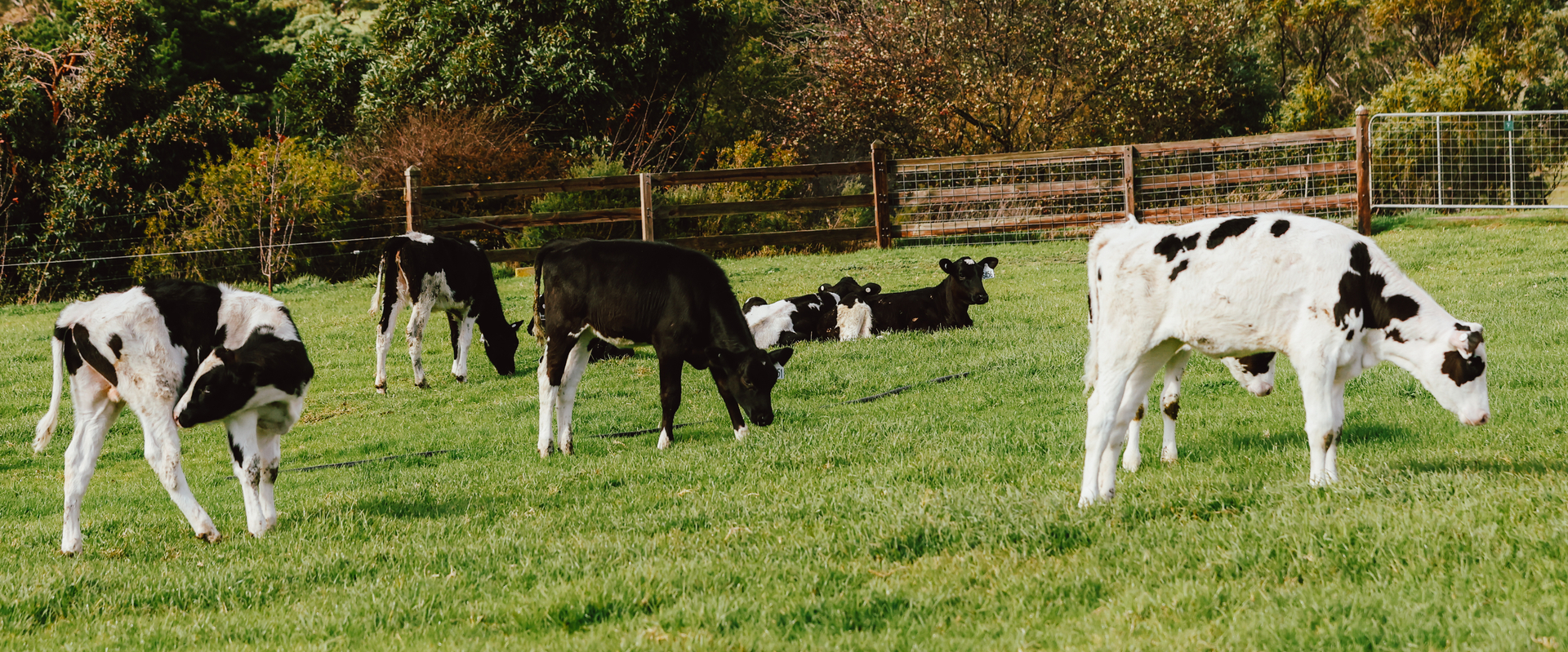 Calves in a paddock
