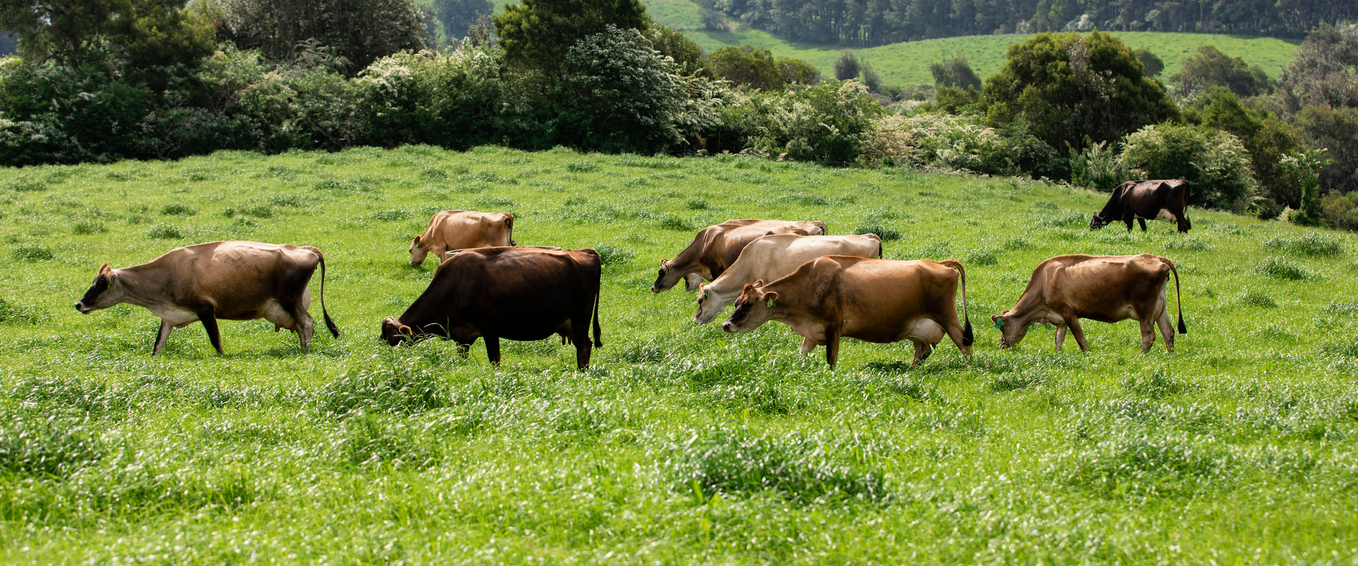 Jersey herd