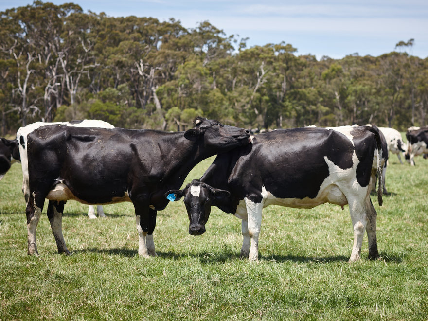Cows on paddock