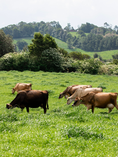 Jersey herd