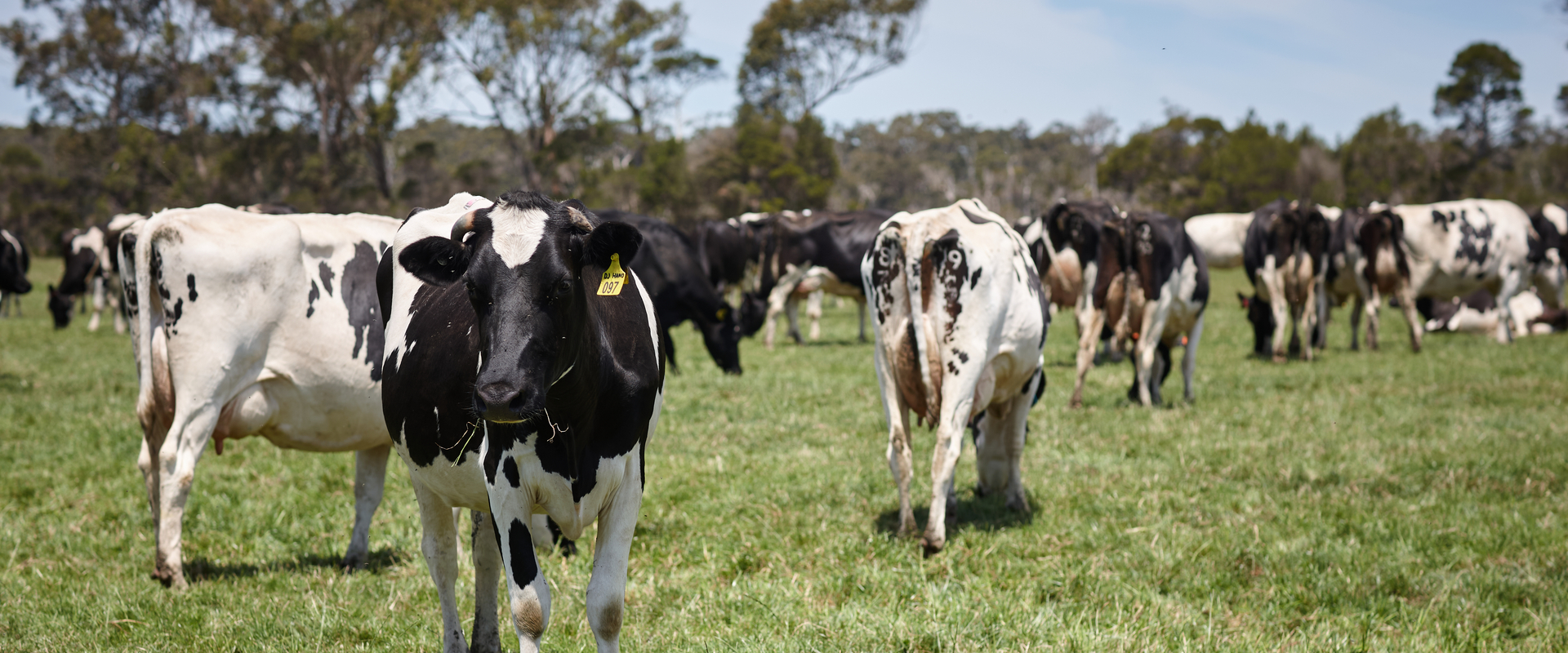 Cows on paddock
