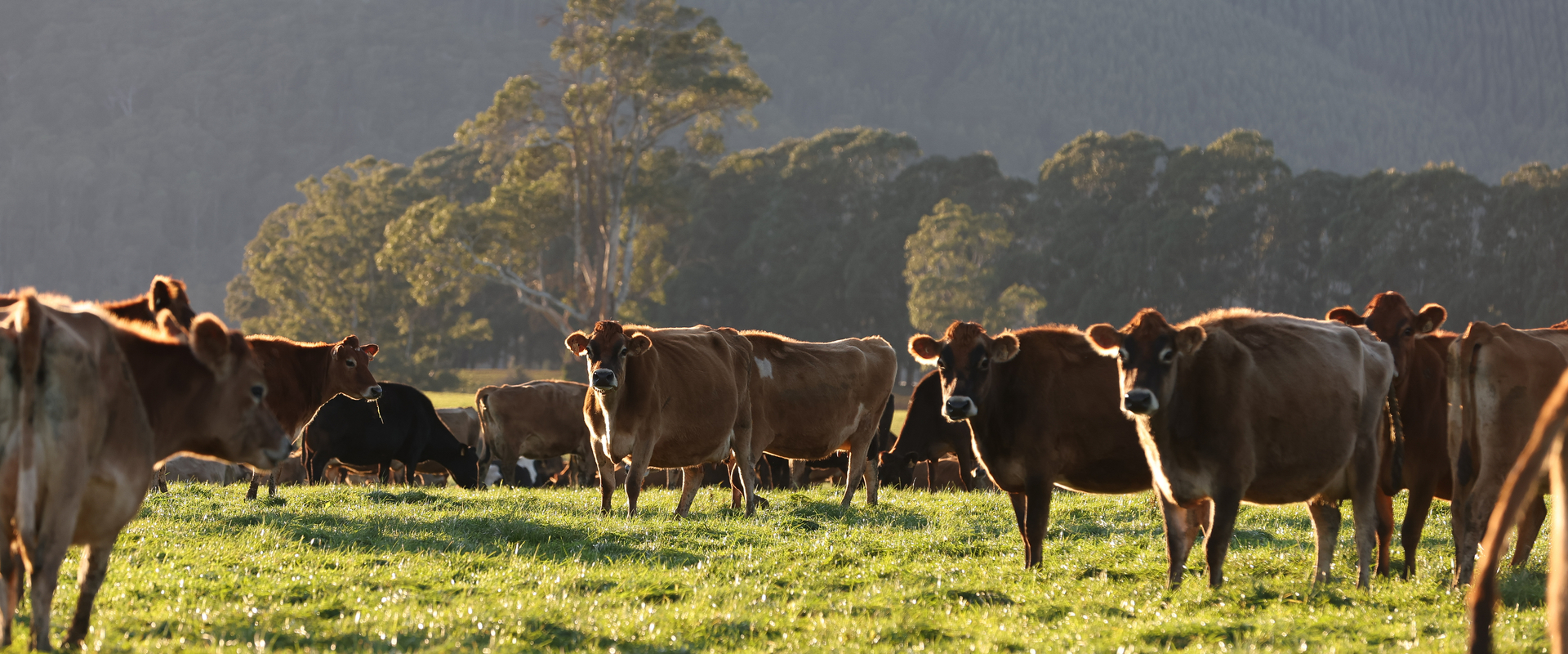 Cows in pasture