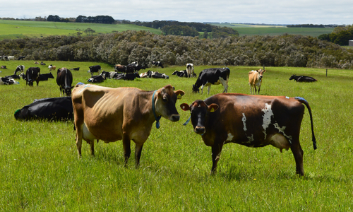 Schulz Organic Dairy.JPG