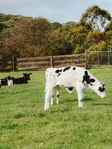 Calves in a paddock