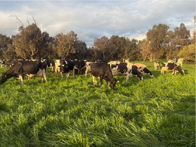 DFMP farmer article (Rod Pitter)