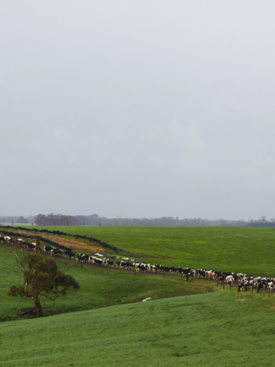 Herd on a laneway