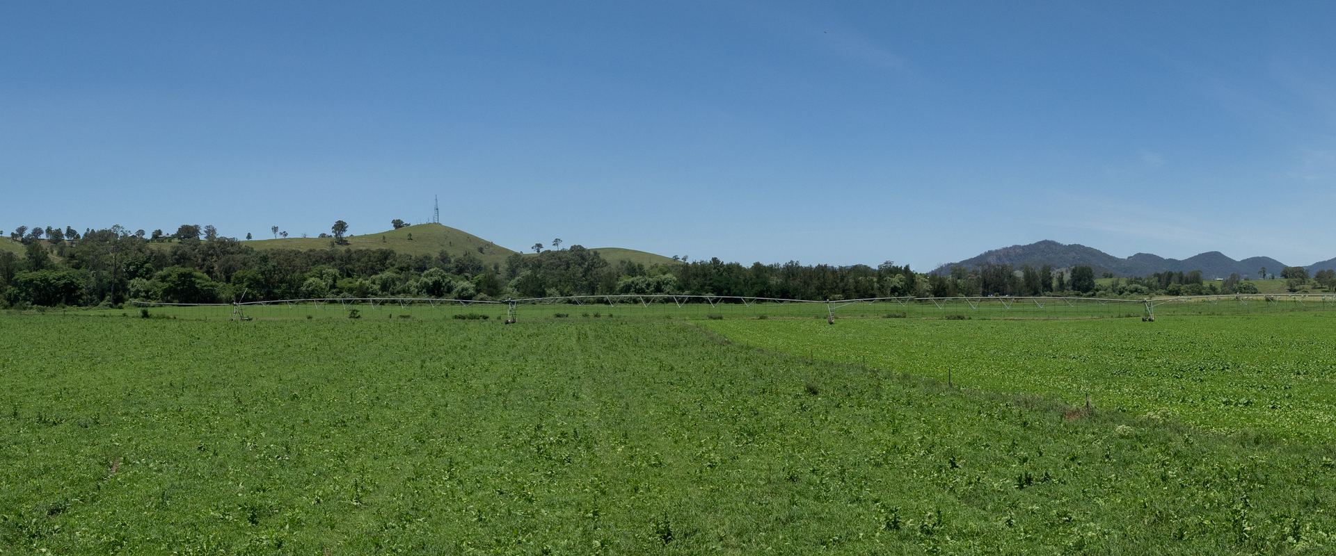 Multi-species pasture, Gloucester NSW