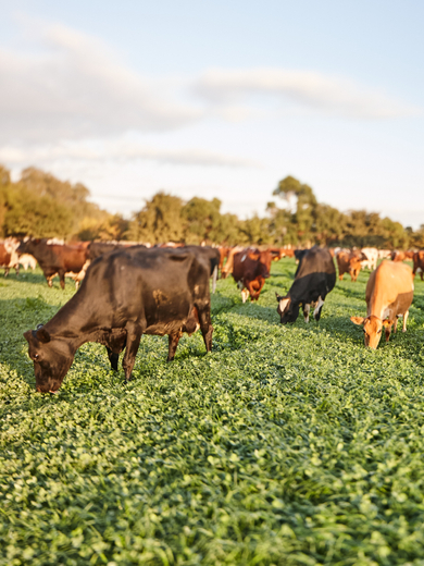 Cows grazing