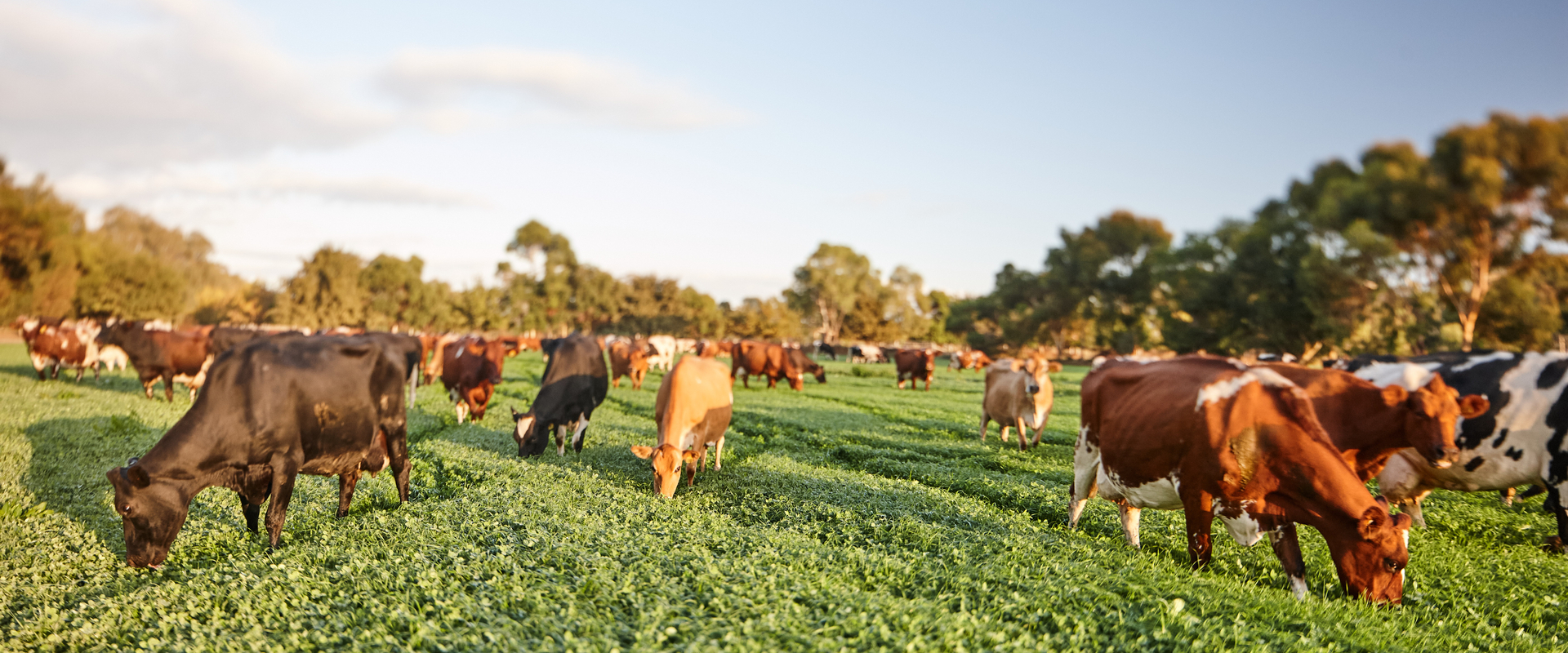 Cows grazing