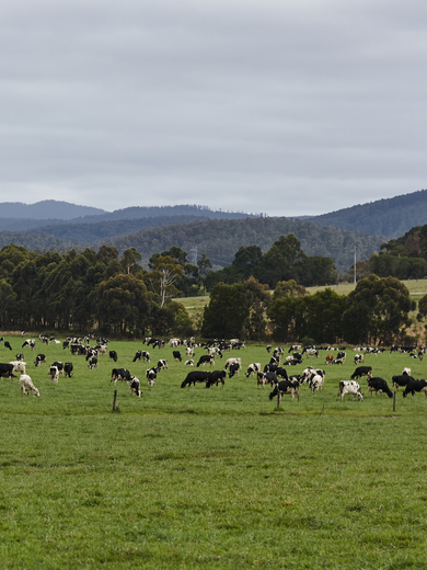 Cows on farm
