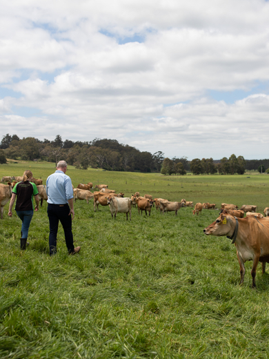 Walking the cow paddock