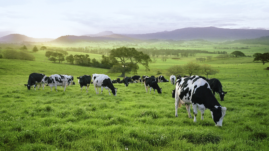 Cows in pasture