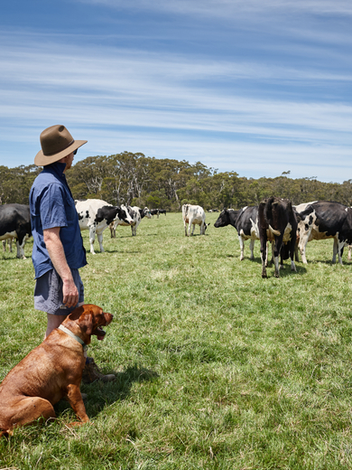 Farmer and dog on paddock with cows