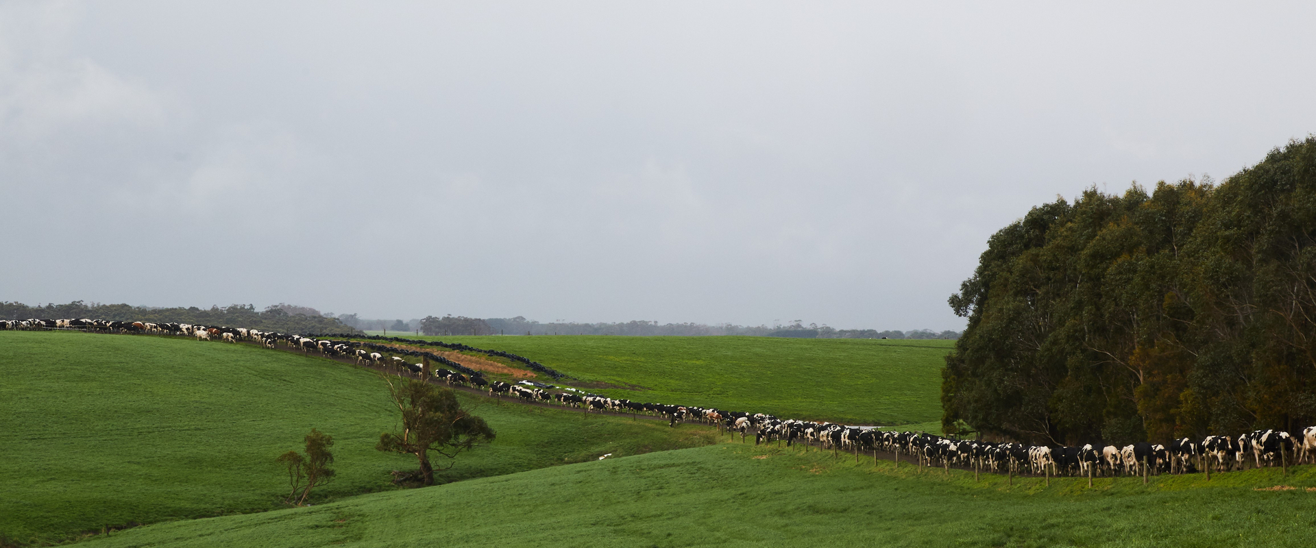 Herd on a laneway