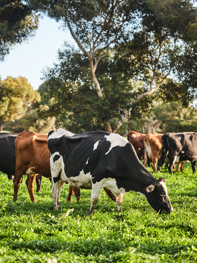 Cows grazing