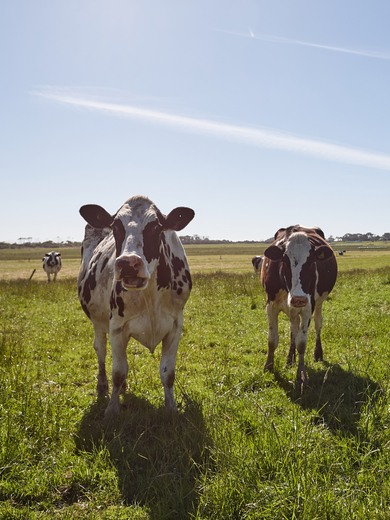 Cows in Gippsland