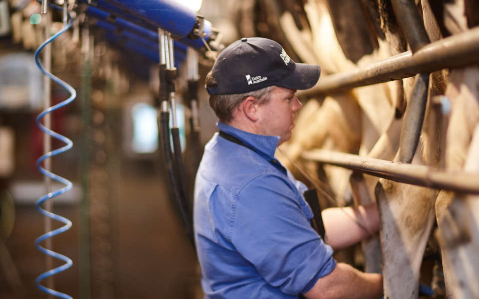 Farmer (Nick Minogue) milking