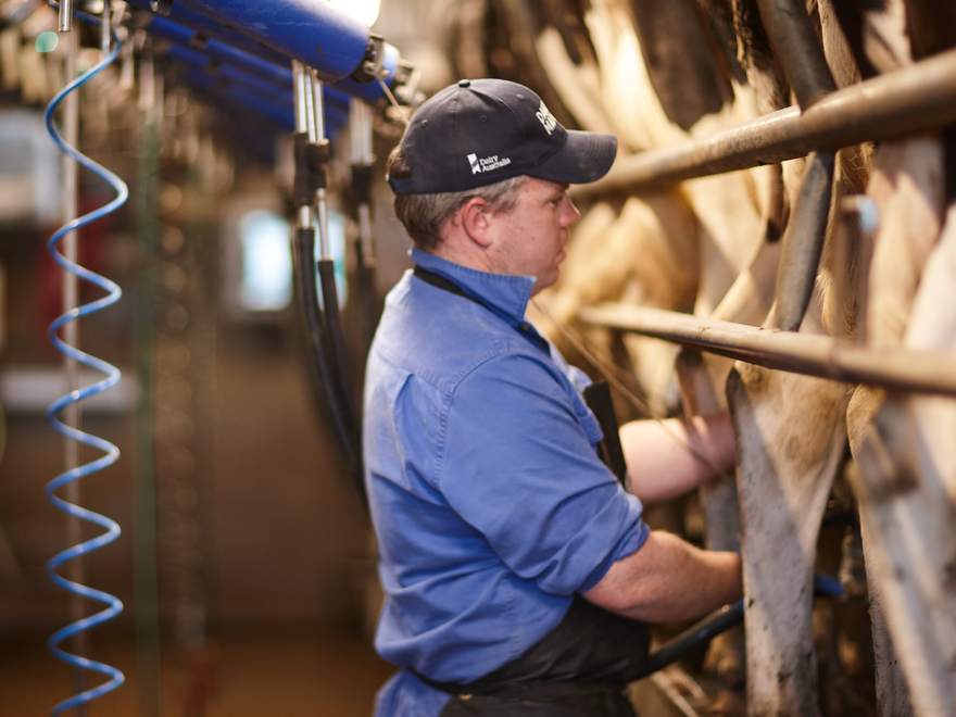 Farmer (Nick Minogue) milking