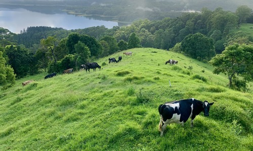 Wittacork Dairy Cottages.jpeg