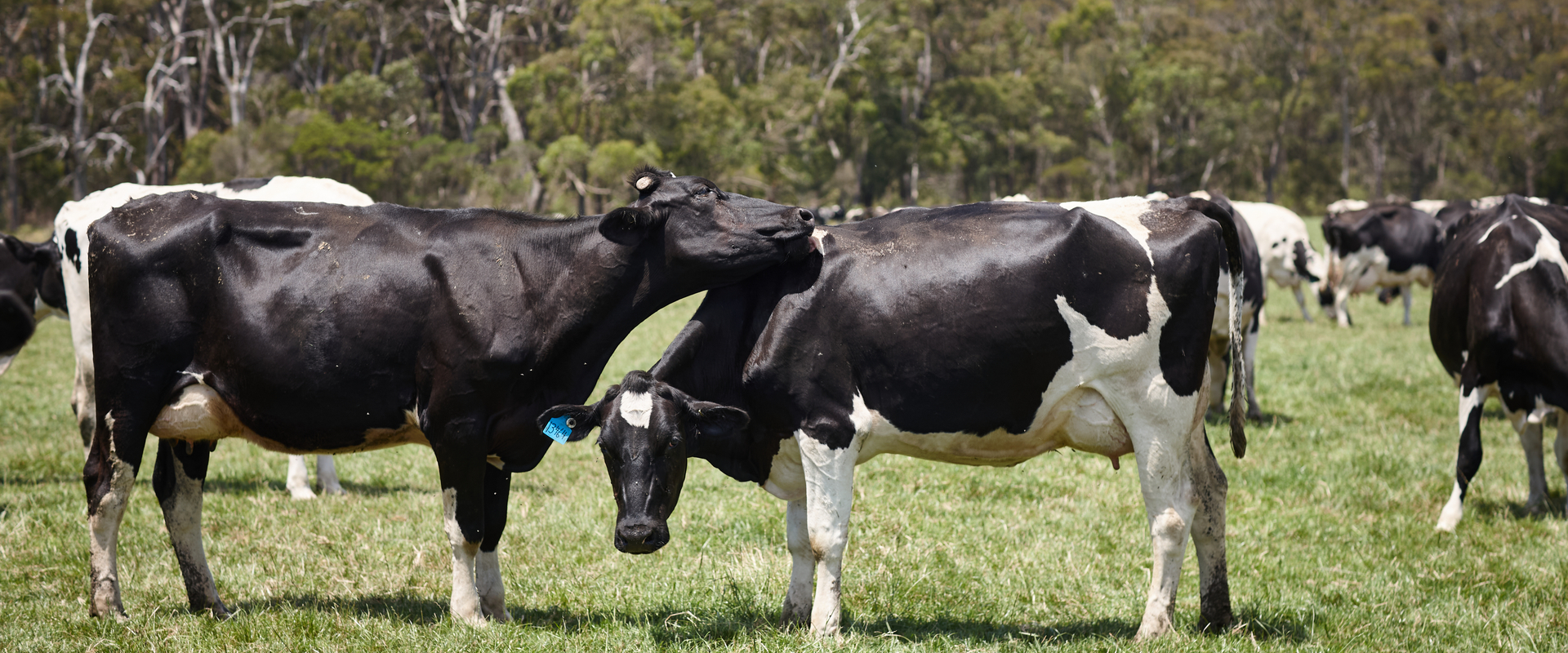 Cows on paddock