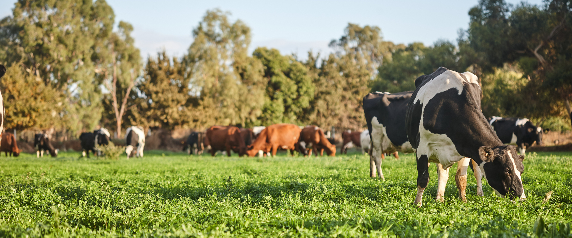 Cows grazing