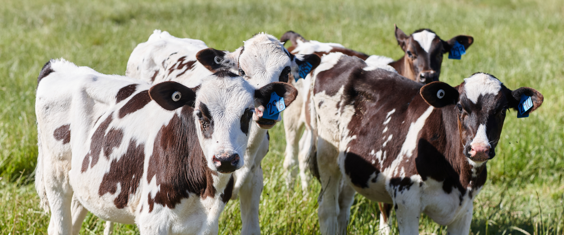 Calves in Gippsland