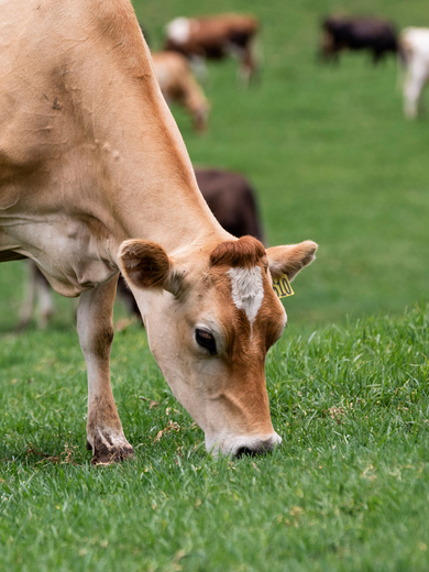 Jersey among a mixed herd grazing