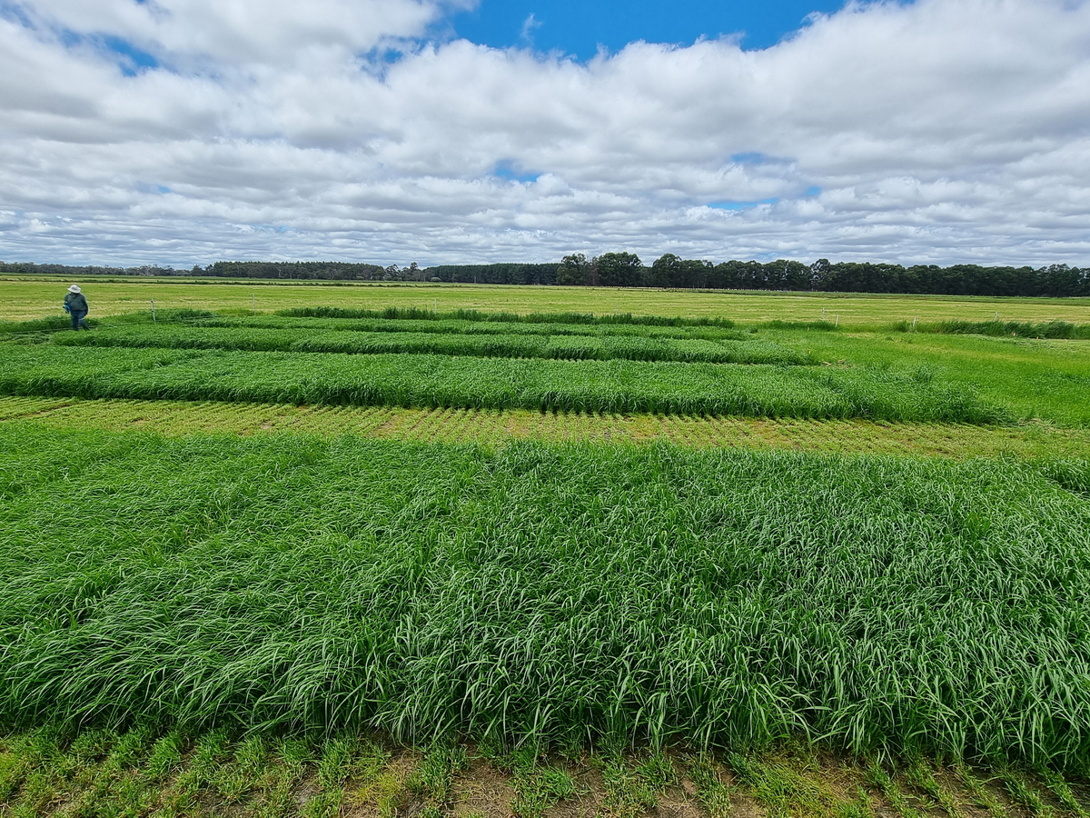 Annual ryegrass FVI trial at Busselton in WA, October 2022