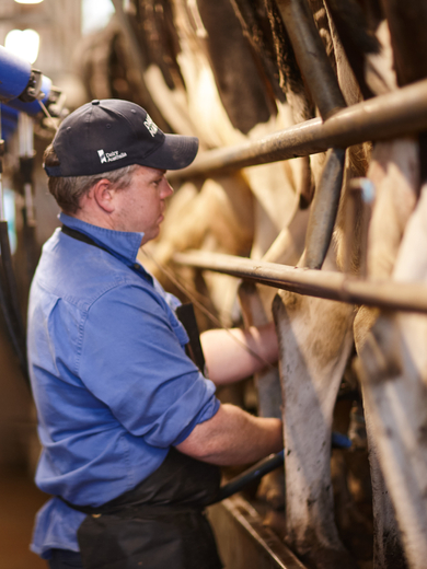 Farmer (Nick Minogue) milking