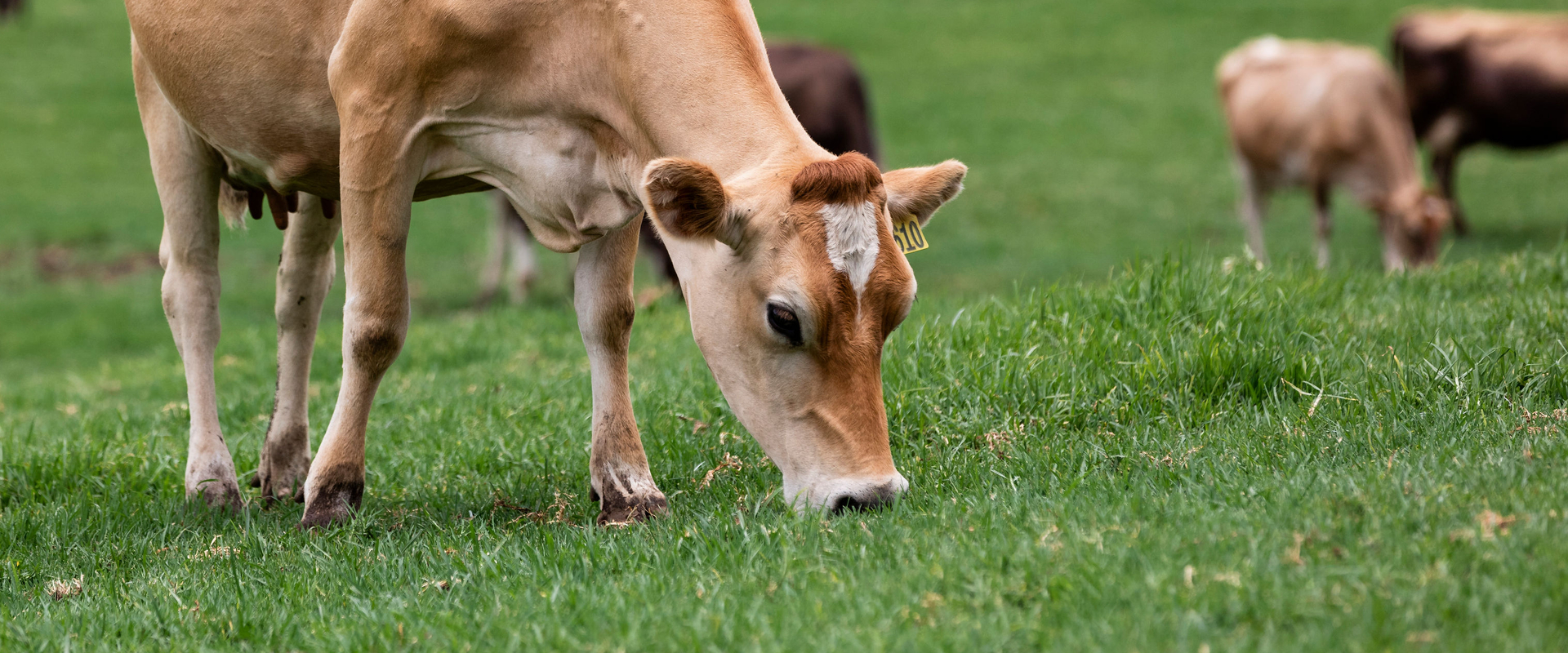 Jersey among a mixed herd grazing