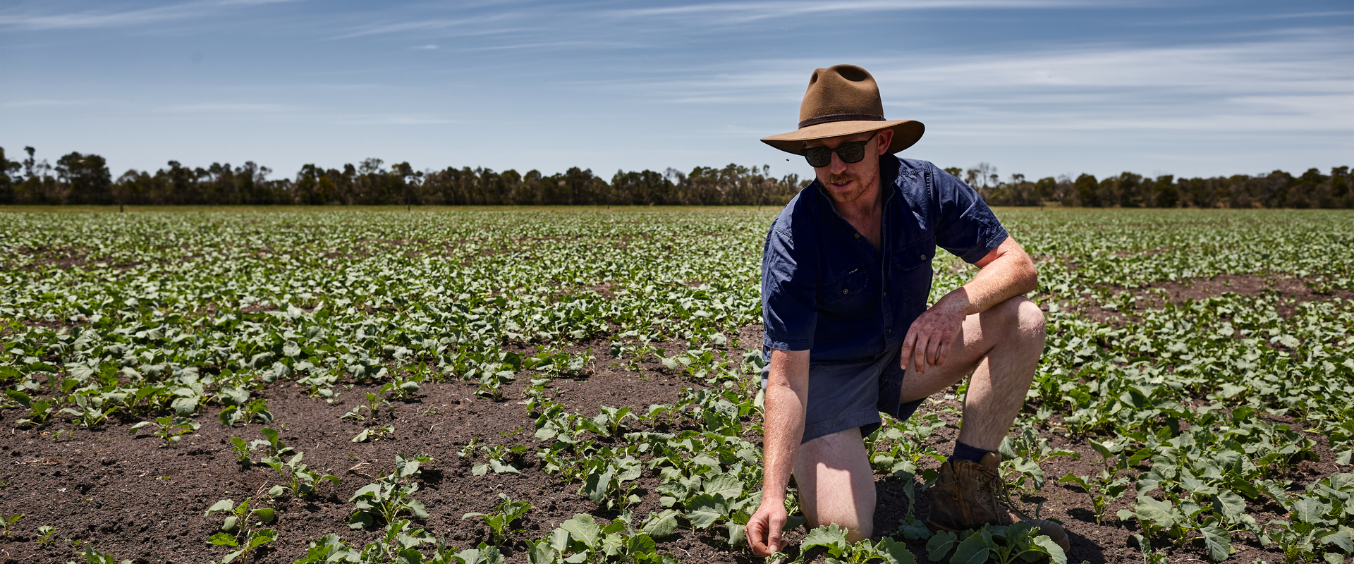 Farmer in field of crops
