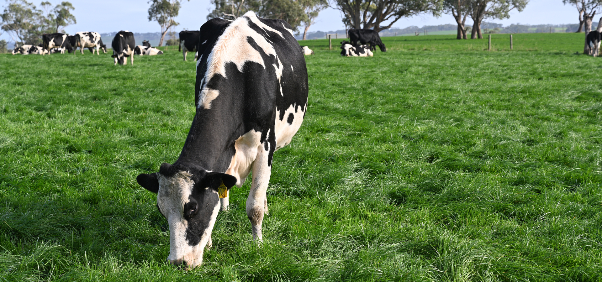 Friesians grazing perennial ryegrass