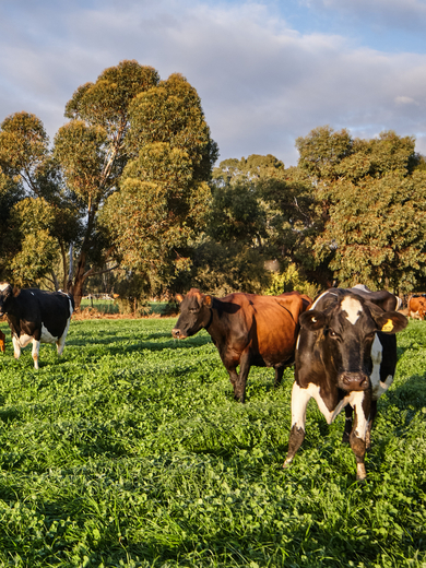 Cows in paddock
