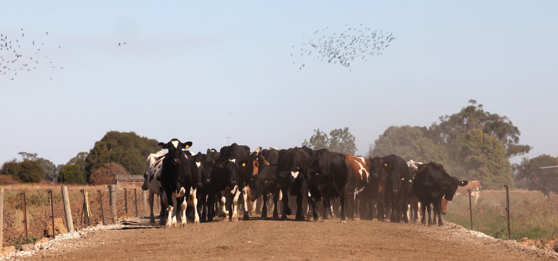 Cows on a laneway