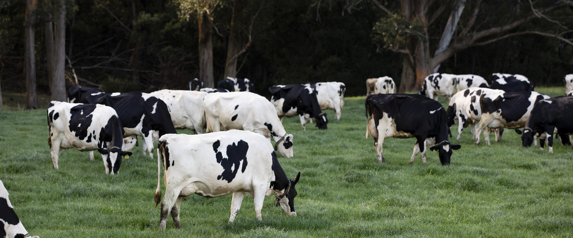 Grazing cows