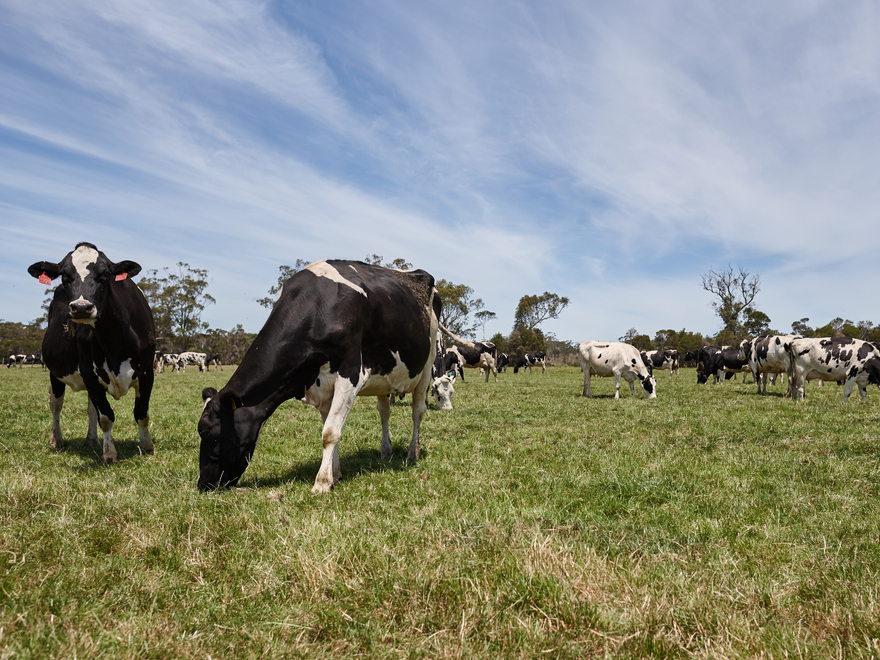Cows on paddock