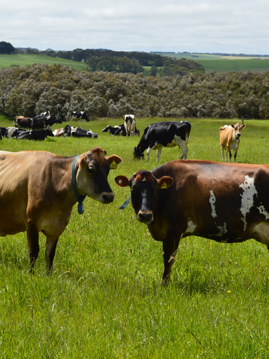 Schulz Organic Dairy.JPG