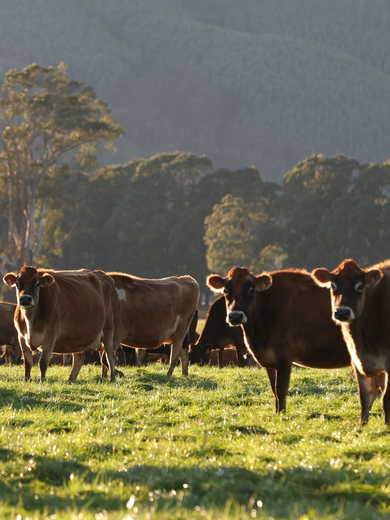 Cows in pasture