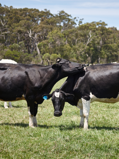 Cows on paddock
