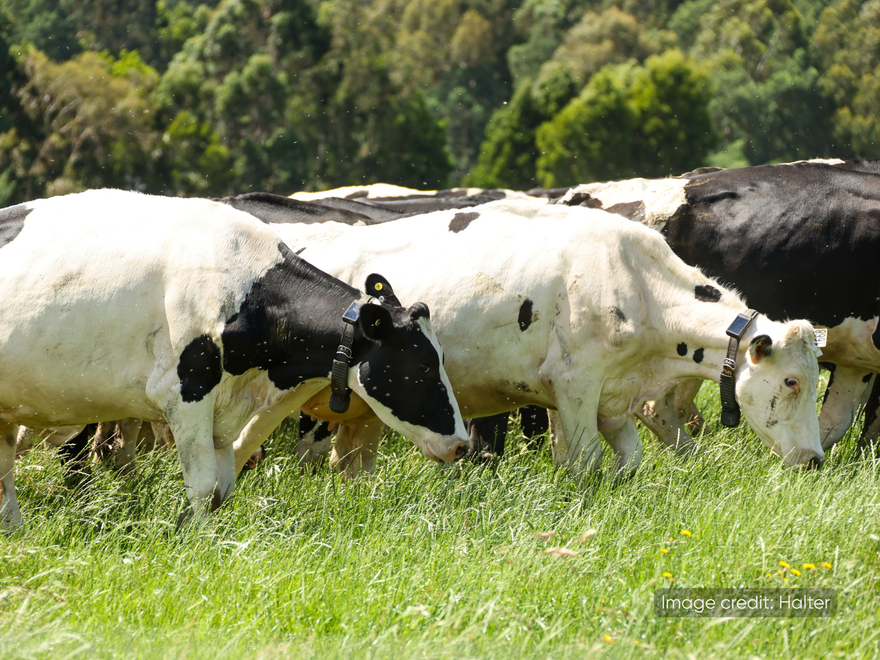 Halter-Ellinbank_ (108).jpg