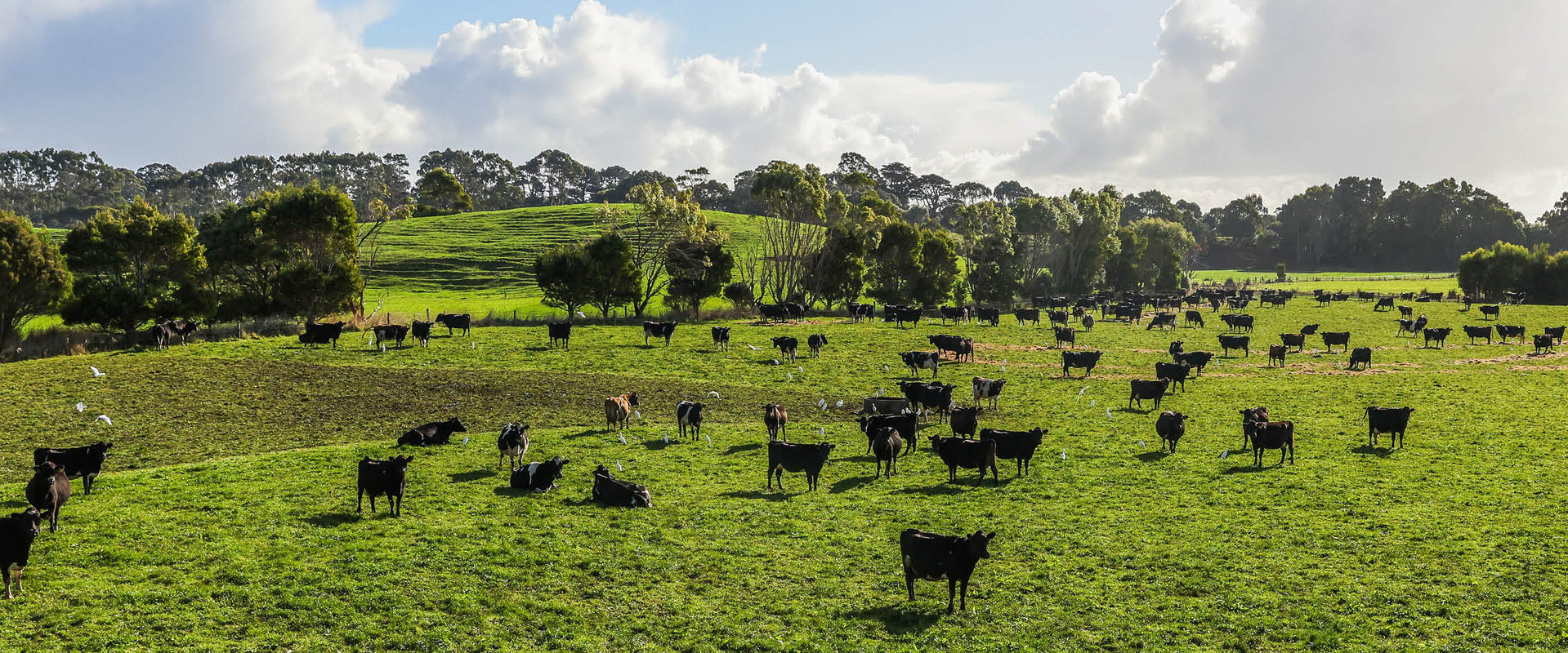A hard of cows grazing on a sunny day.