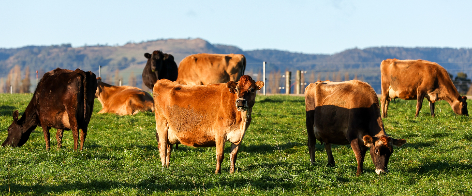 Cows in pasture